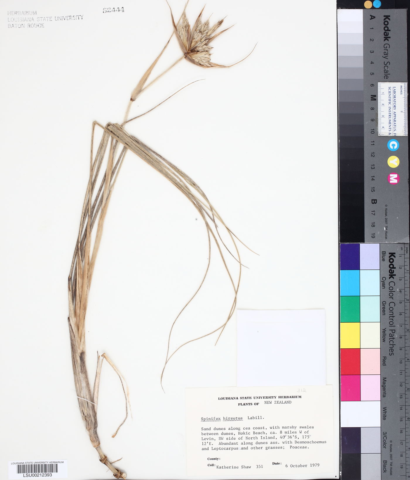 Spinifex hirsutus image
