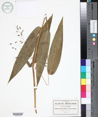Image of Zeugites latifolius