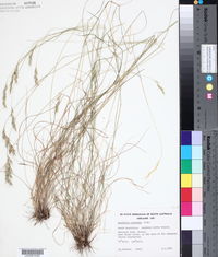 Image of Danthonia racemosa
