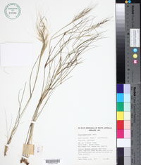 Image of Stipa elegantissima