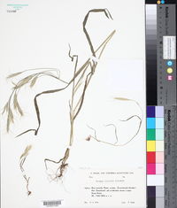 Bromus oxyodon image