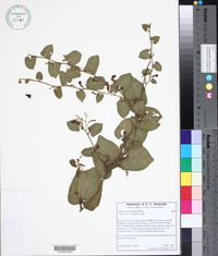 Image of Aristolochia converseae