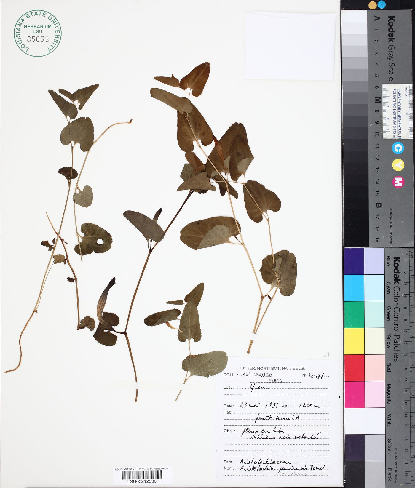 Aristolochia paucinervis image