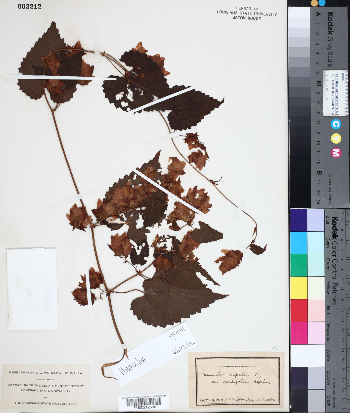 Humulus lupulus var. cordifolius image