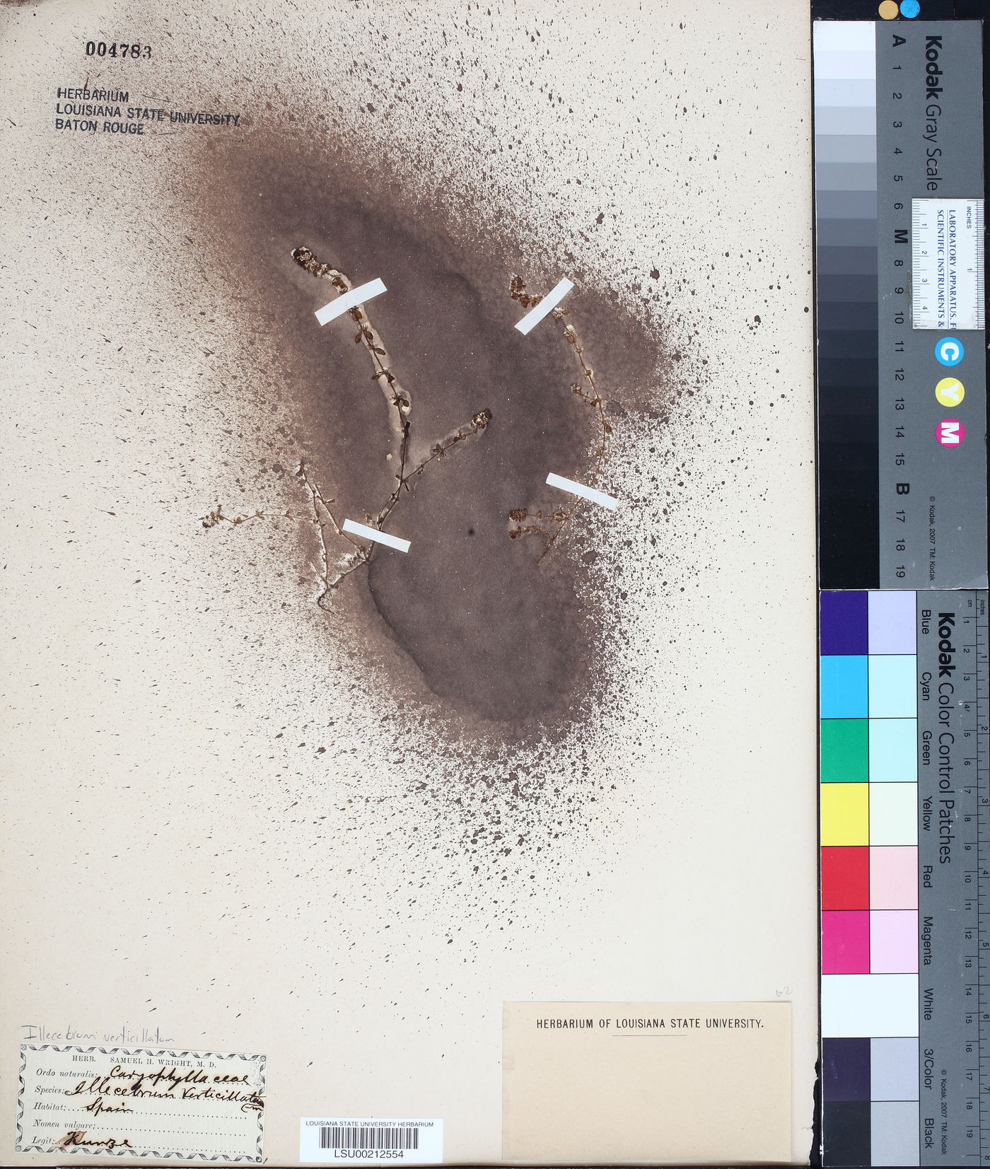 Illecebrum verticillatum image