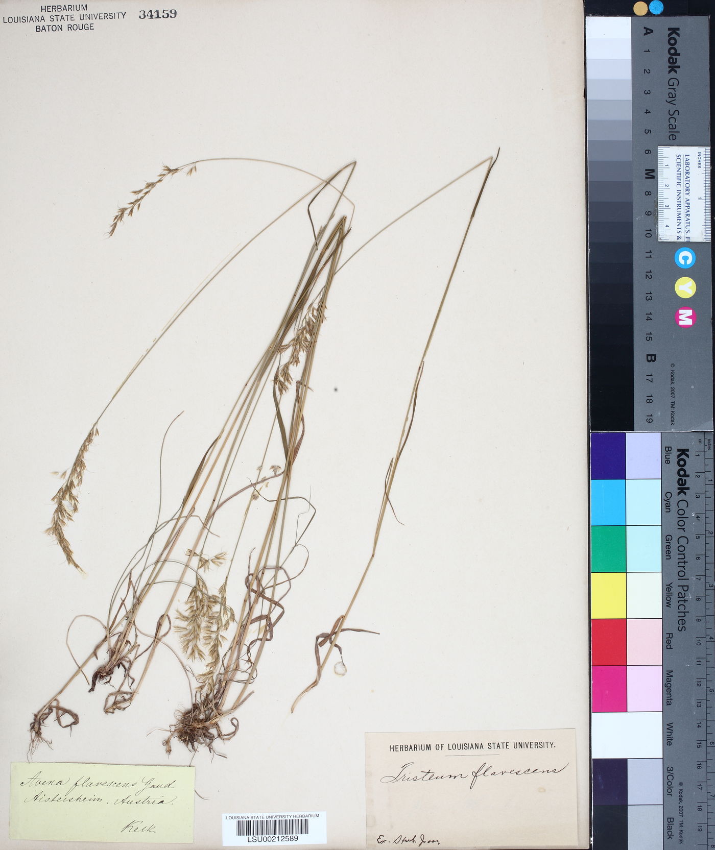 Trisetum flavescens image