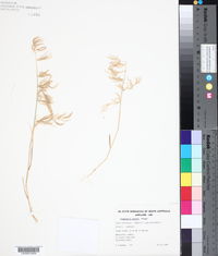 Eragrostis dielsii image