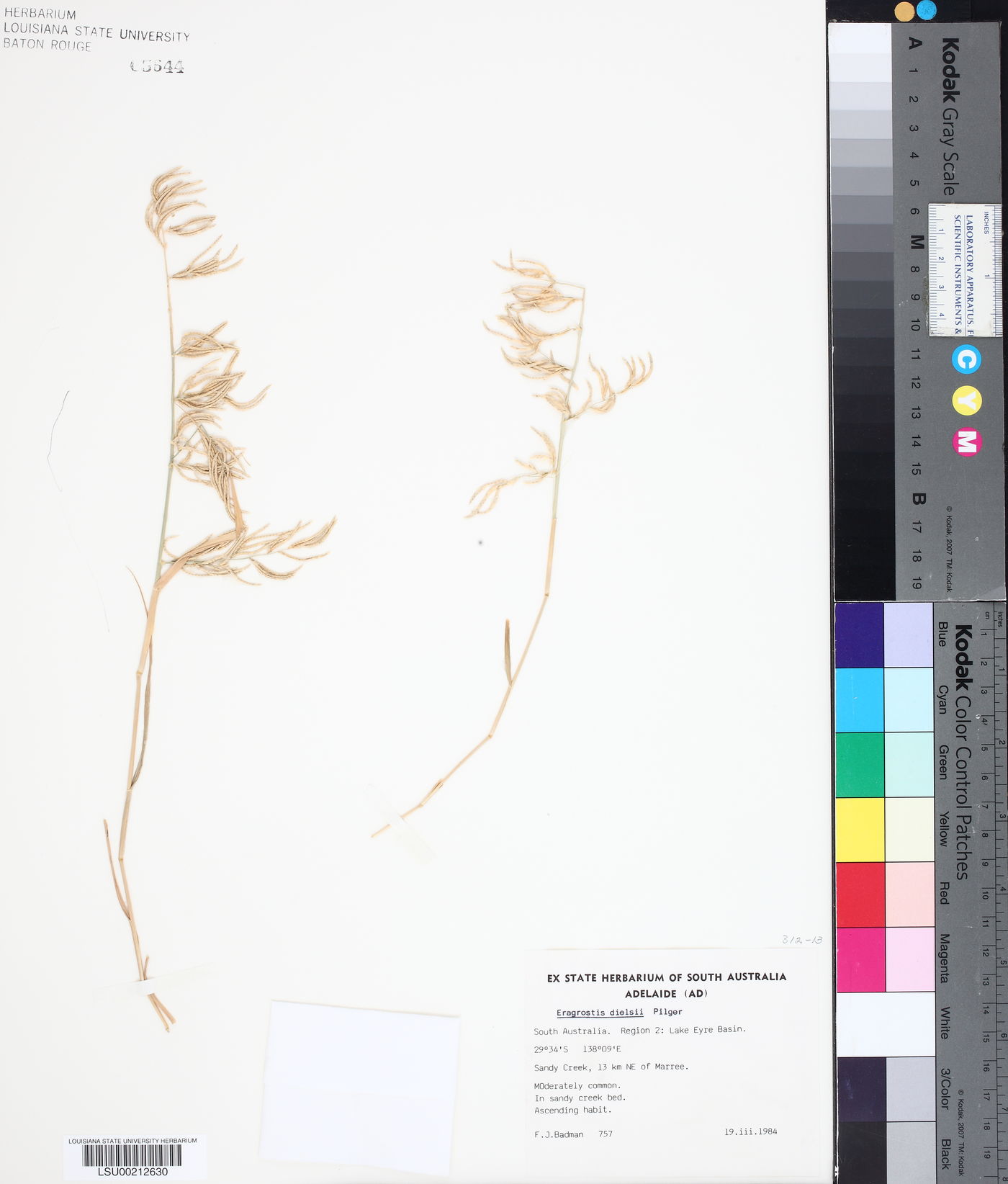 Eragrostis dielsii image