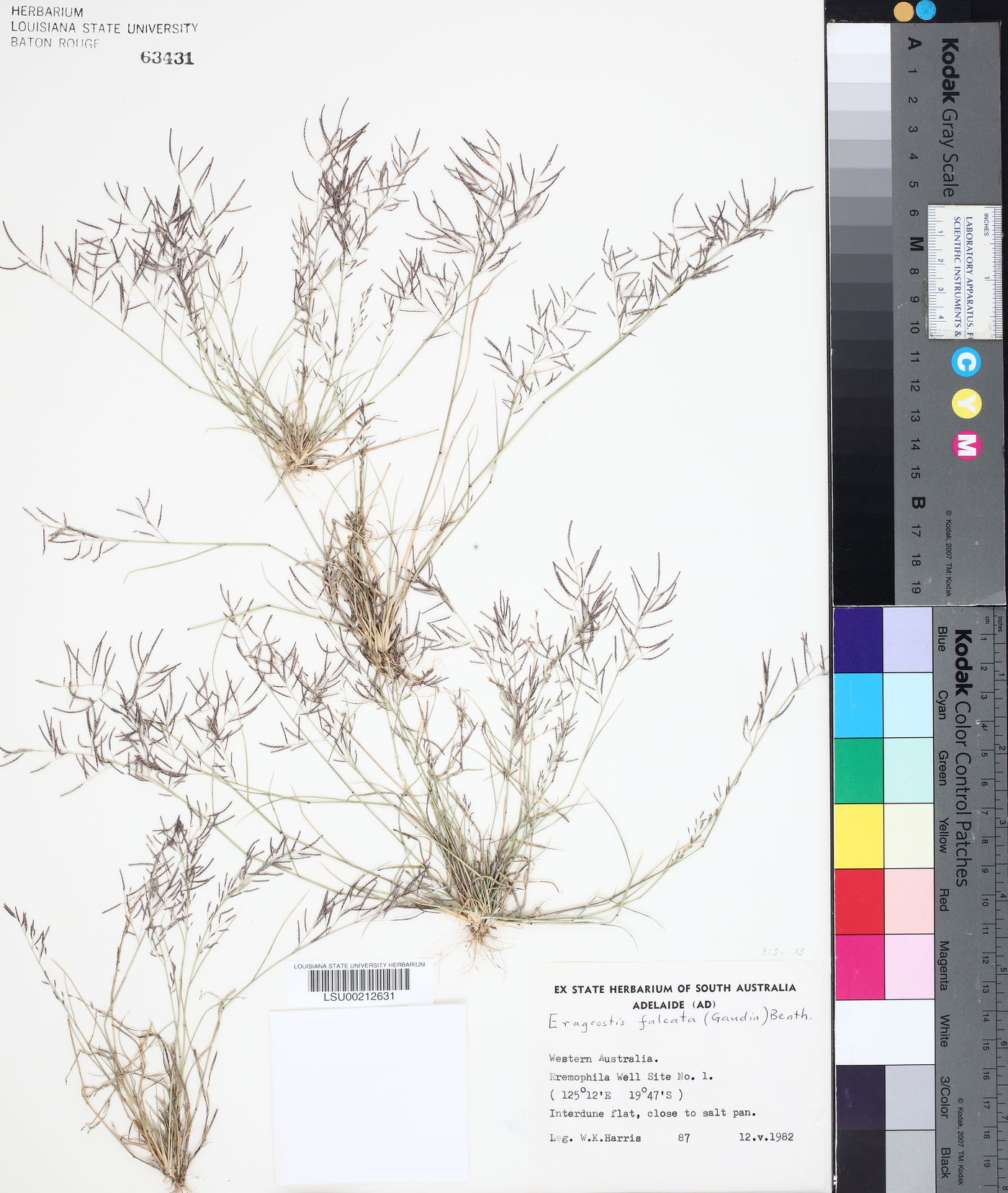 Eragrostis falcata image