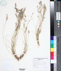 Image of Eragrostis setifolia
