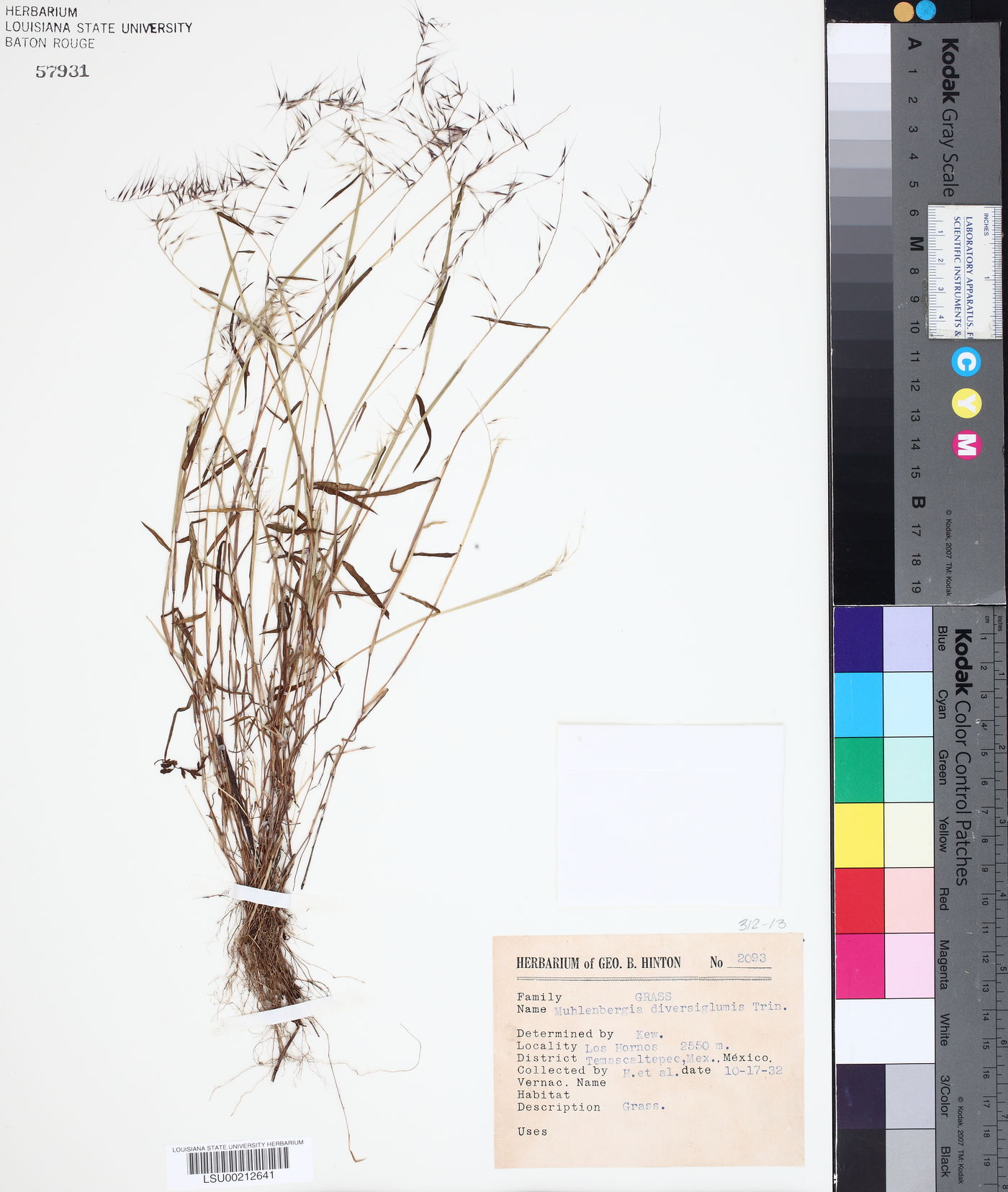 Muhlenbergia diversiglumis image