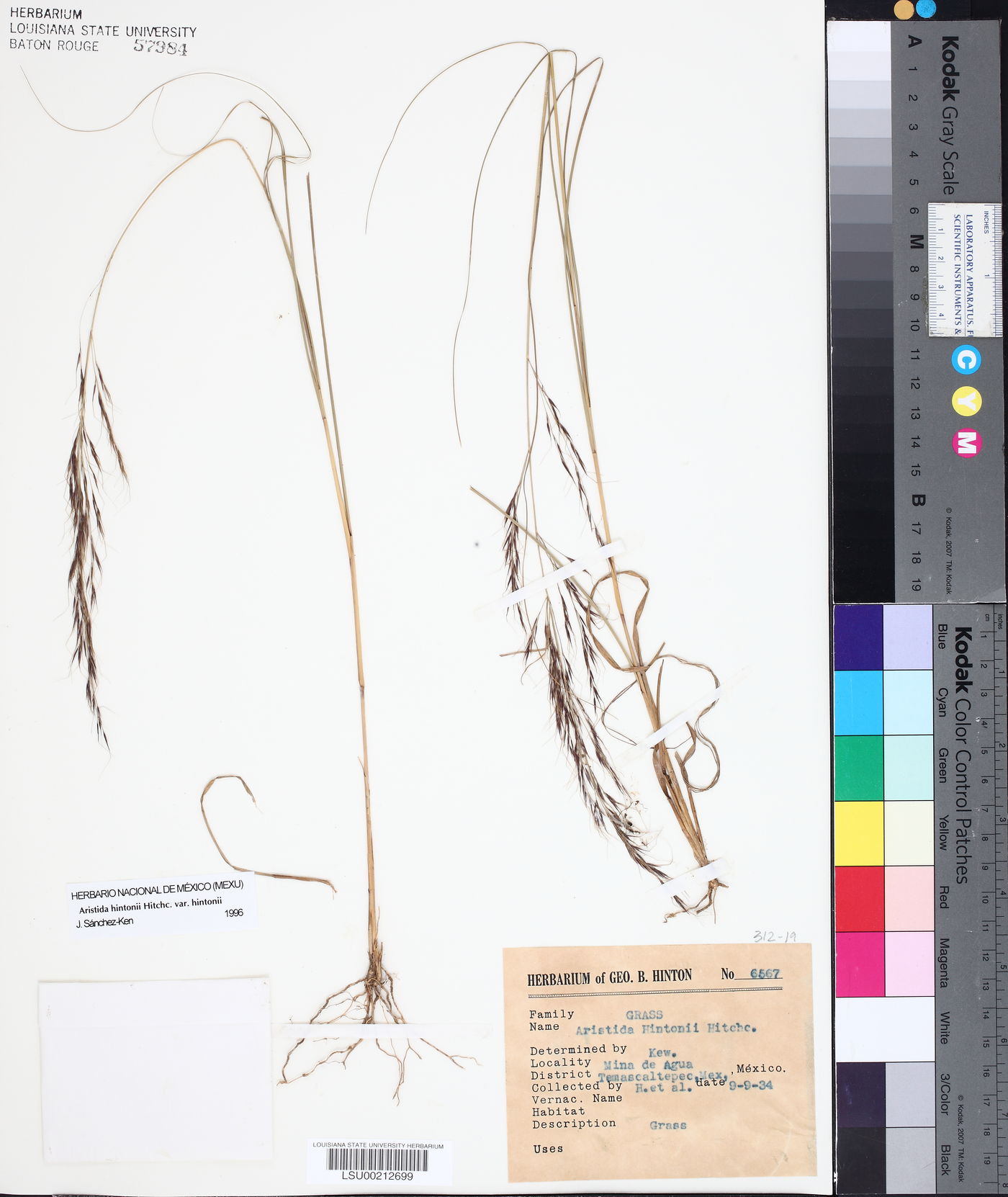 Aristida hintonii var. hintonii image