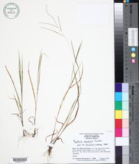 Image of Digitaria cayoensis