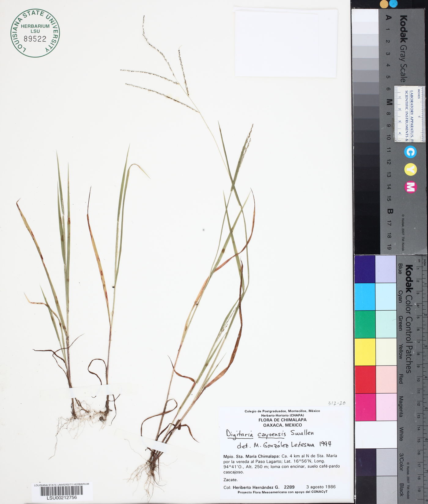 Digitaria cayoensis image