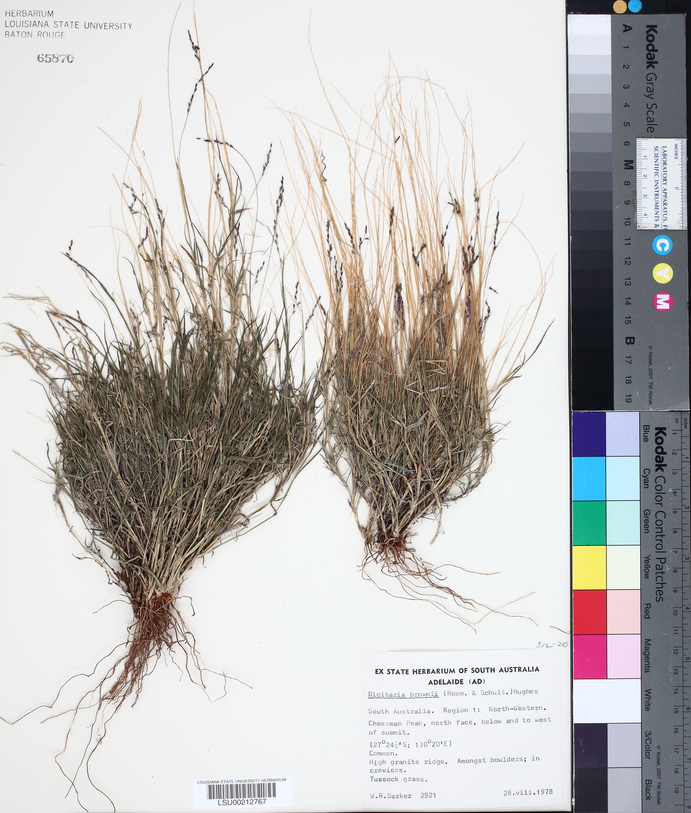 Digitaria brownii image