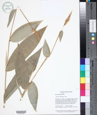 Image of Olyra longifolia