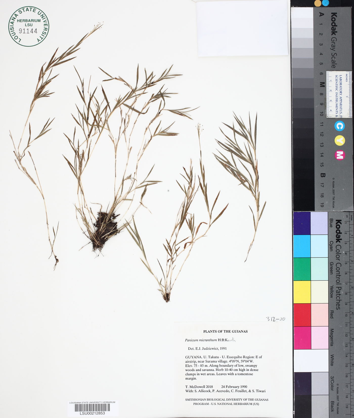 Panicum micranthum image