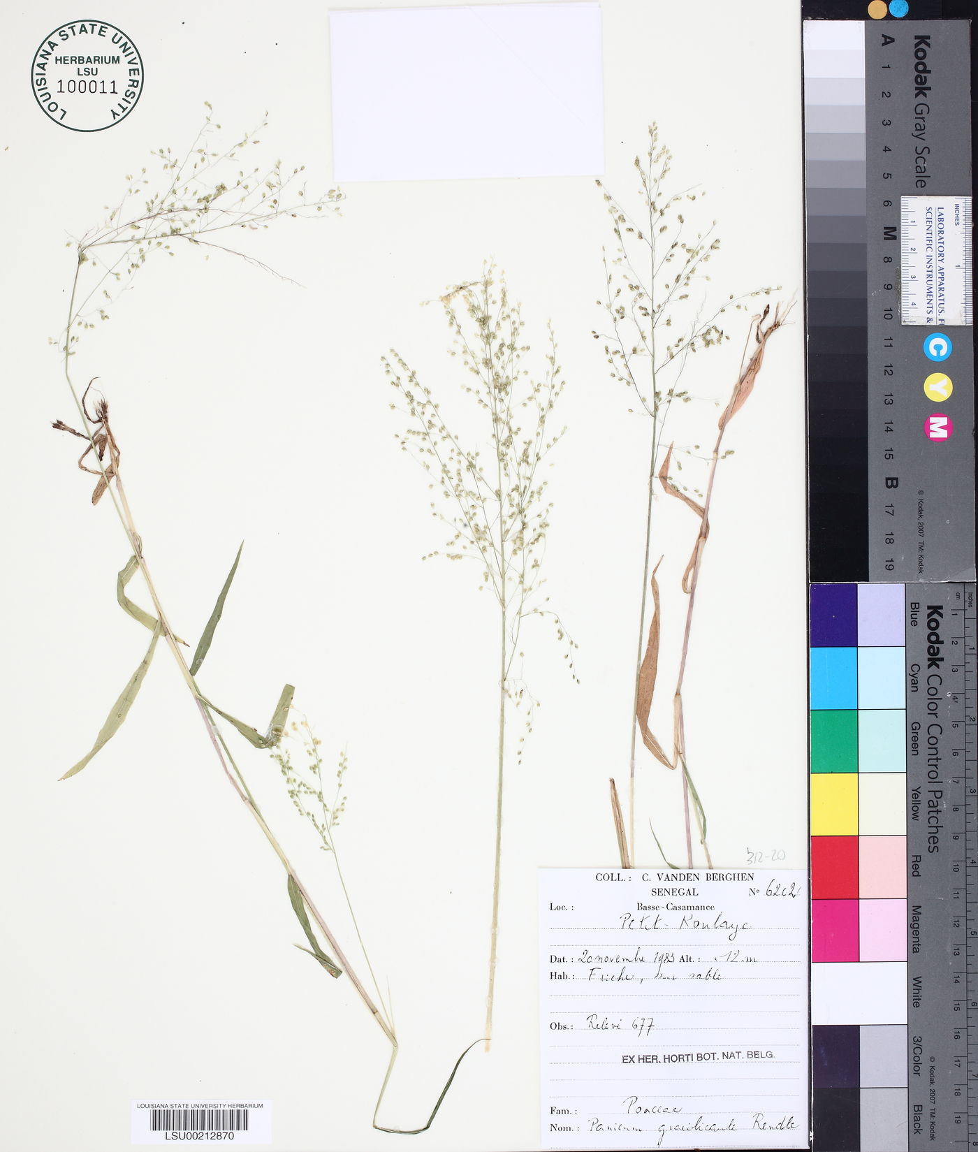 Panicum gracilicaule image