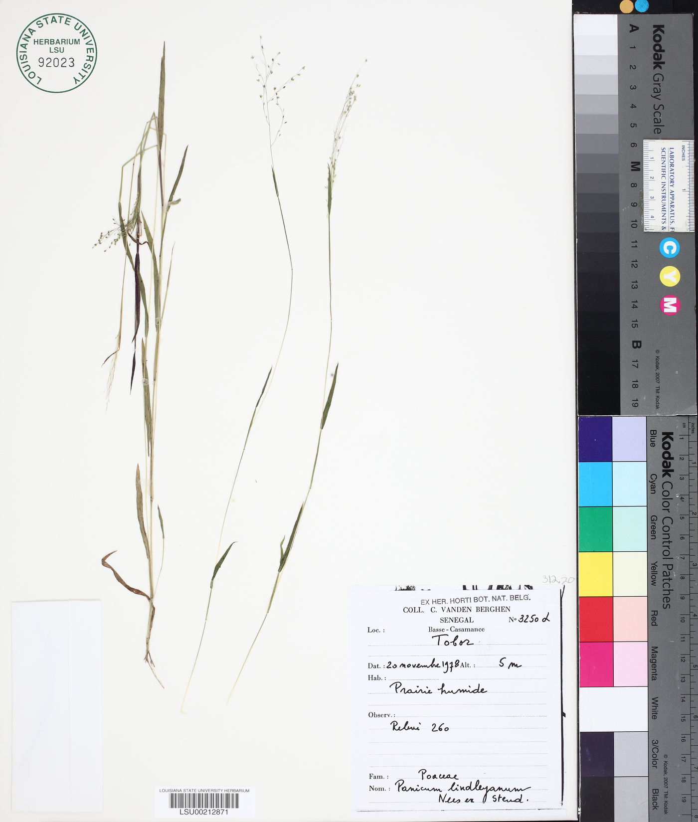 Panicum tenellum image