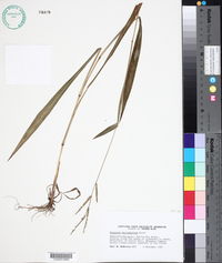 Paspalum macrophyllum image