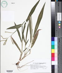 Paspalum macrophyllum image