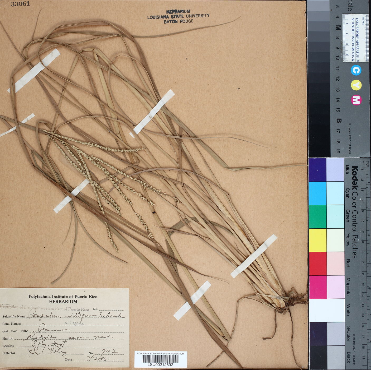 Paspalum millegrana image