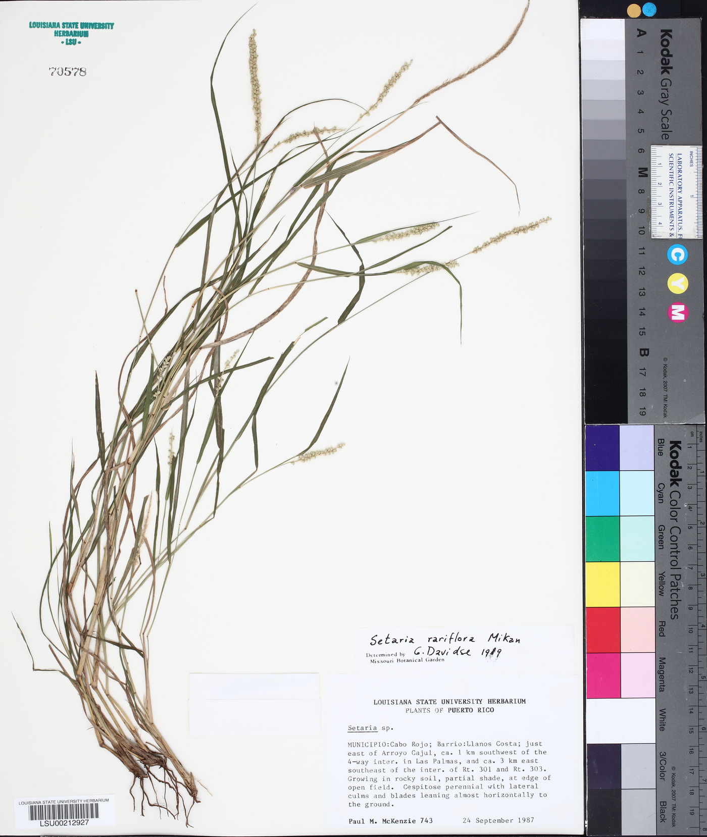 Setaria rariflora image