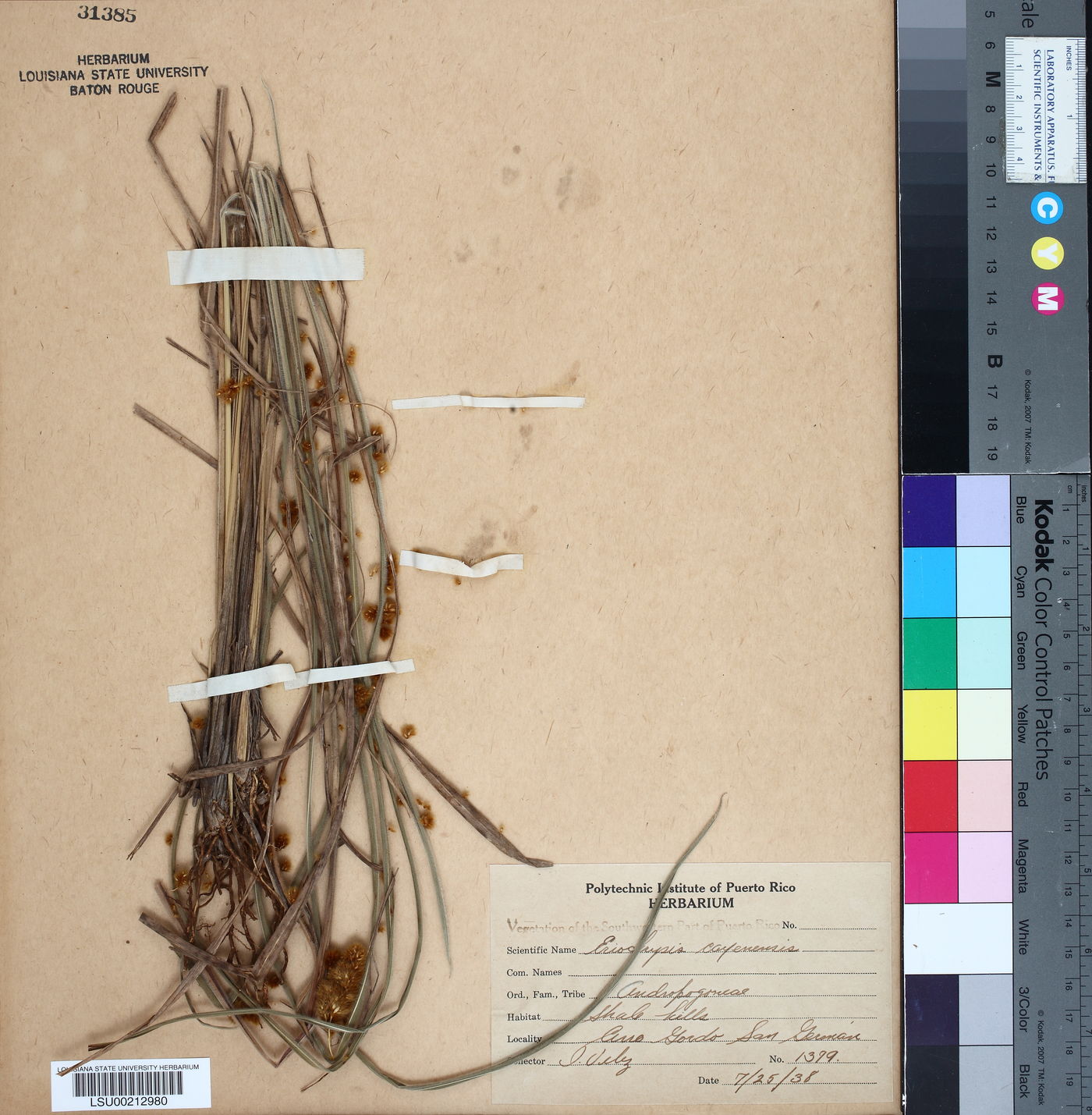 Eriochrysis cayennensis image
