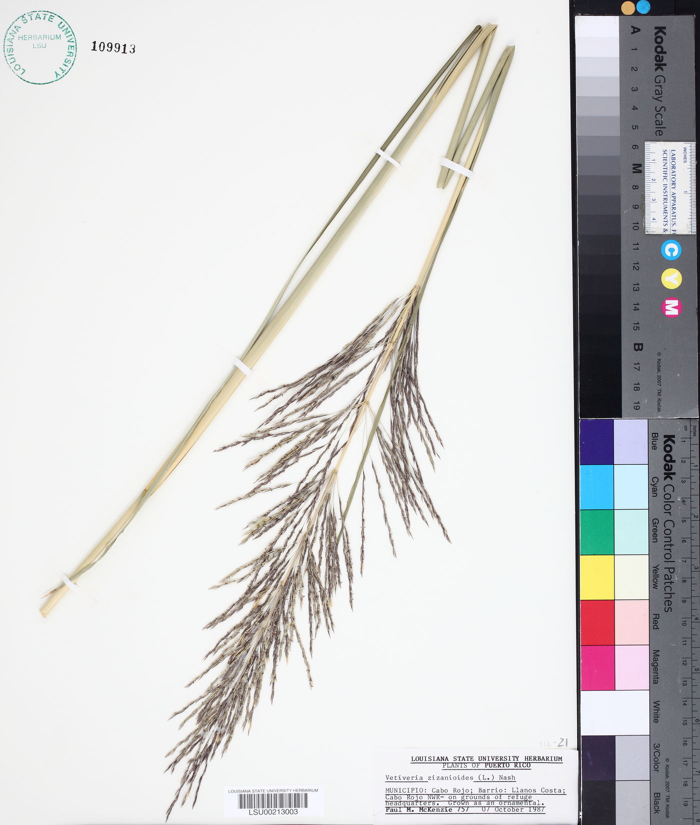 Chrysopogon image