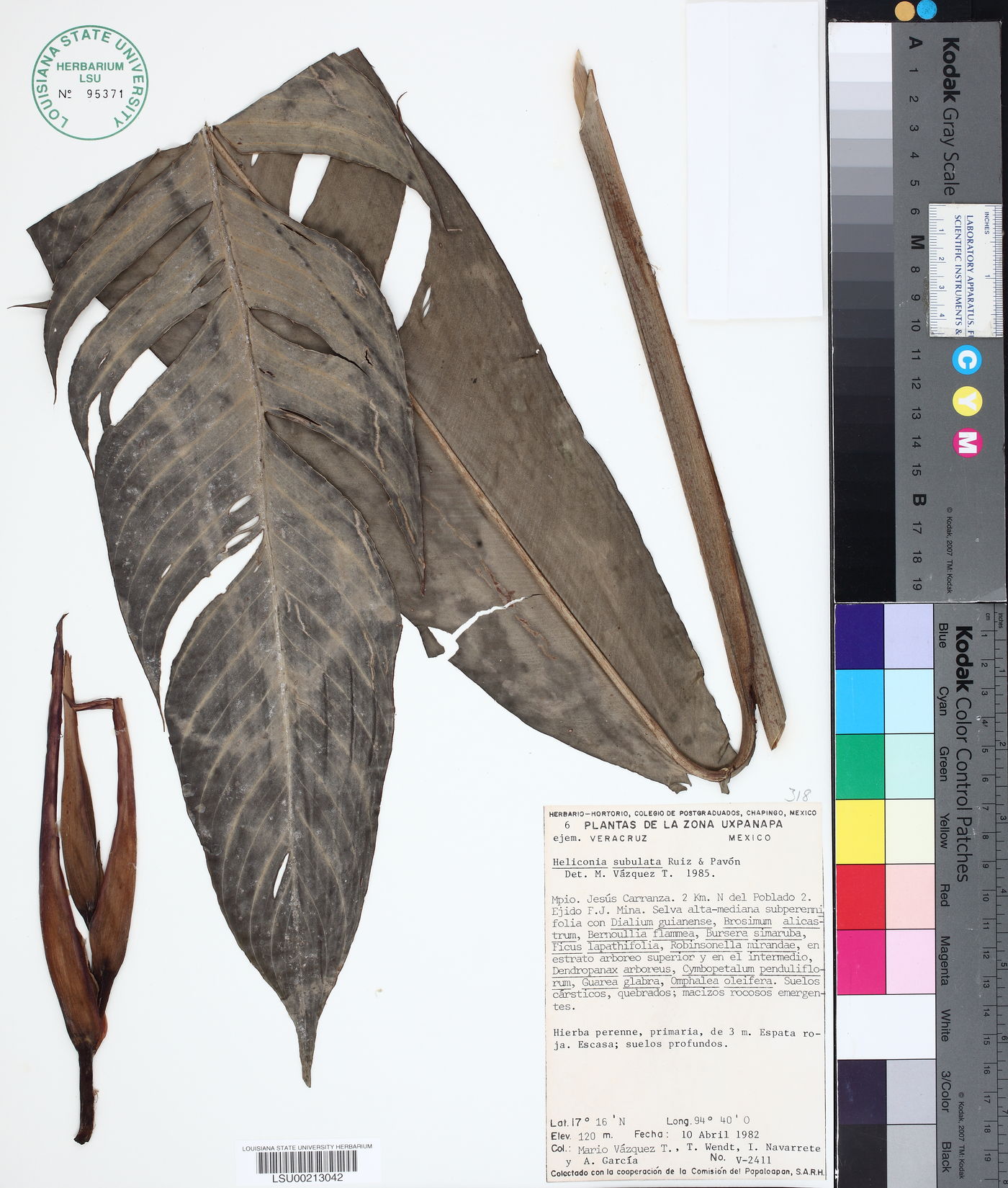 Heliconia subulata image
