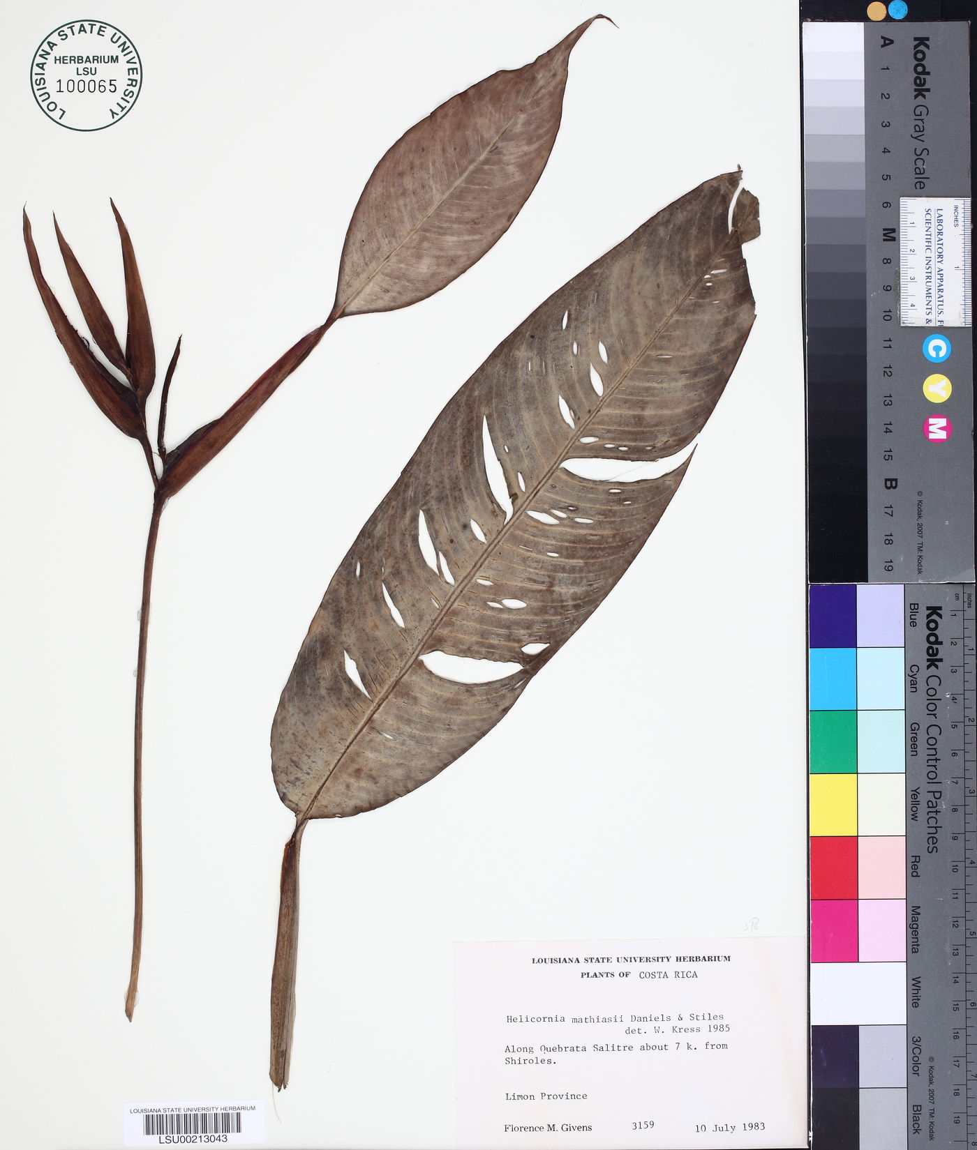 Heliconia mathiasiae image
