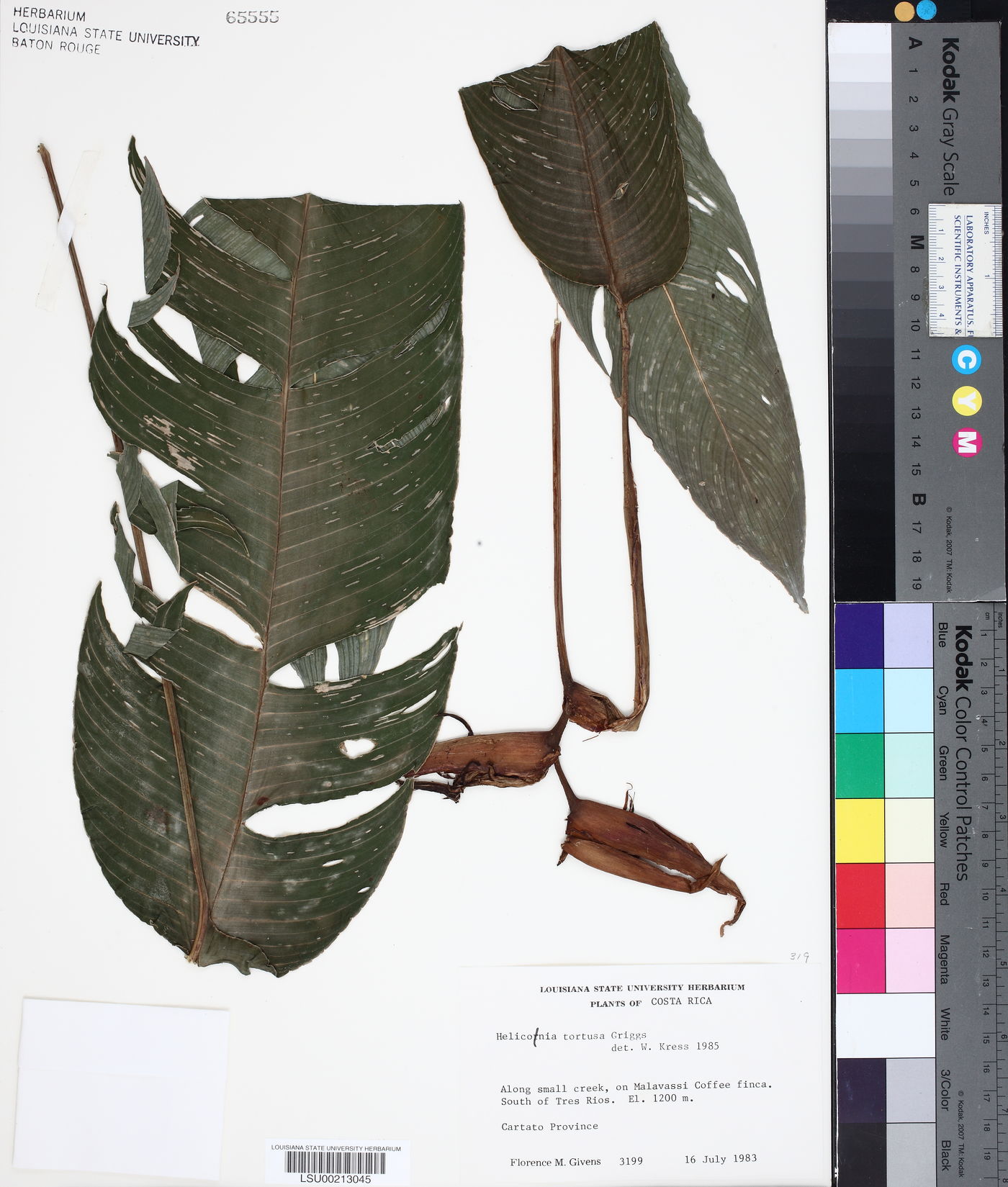Heliconia tortuosa image