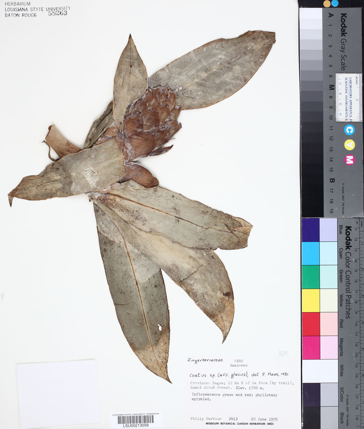 Costus glaucus image