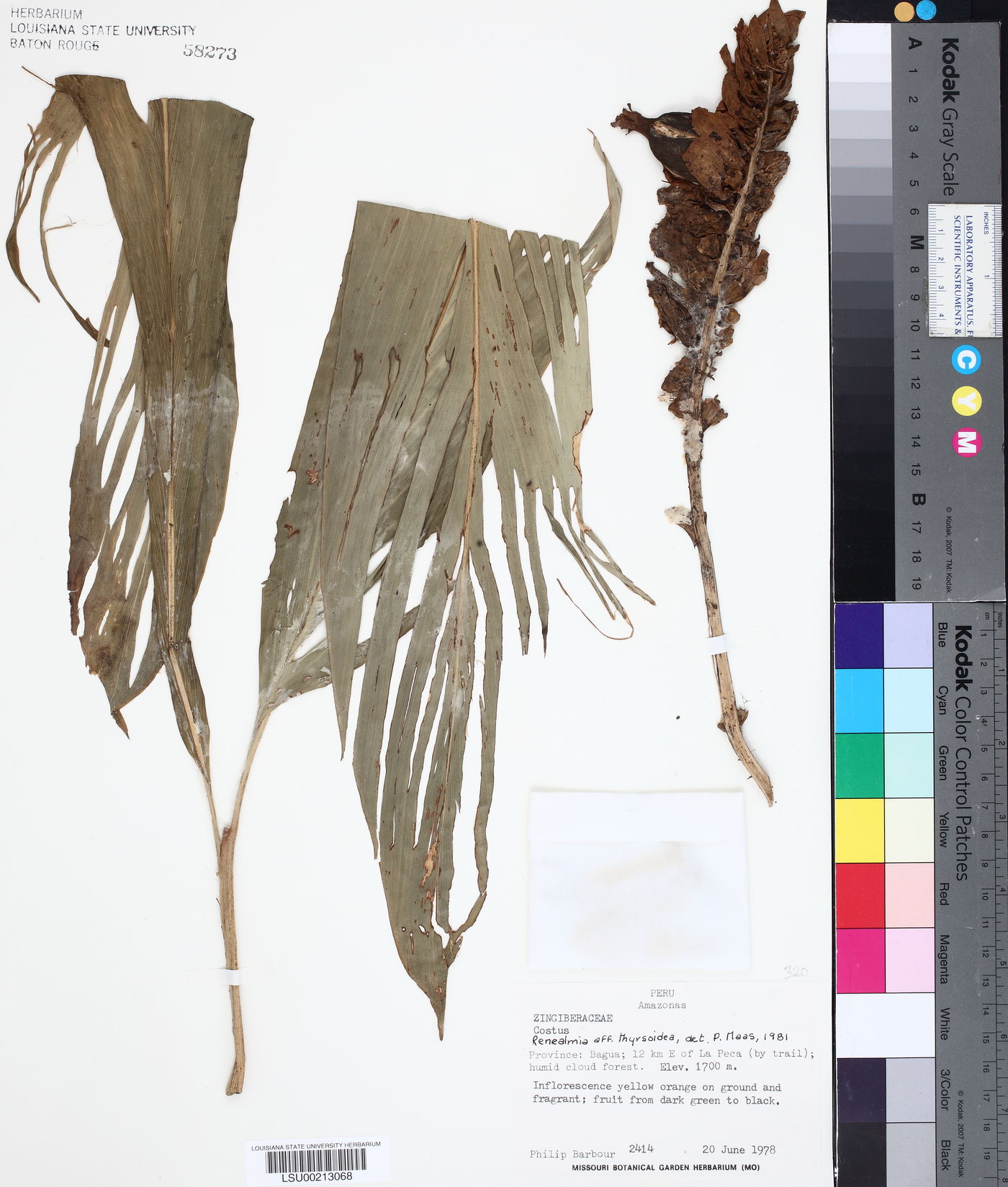 Renealmia thyrsoidea image