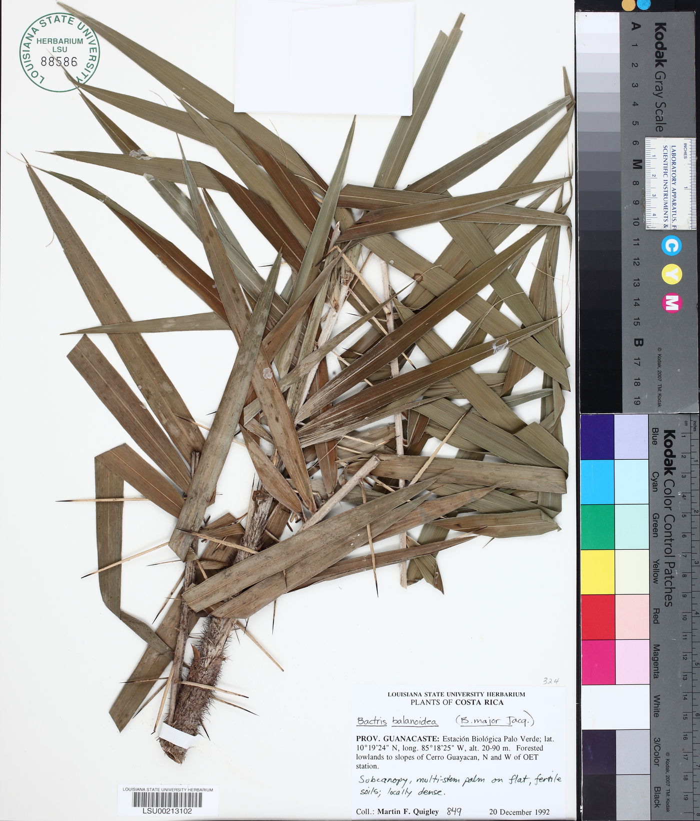 Bactris major subsp. major image