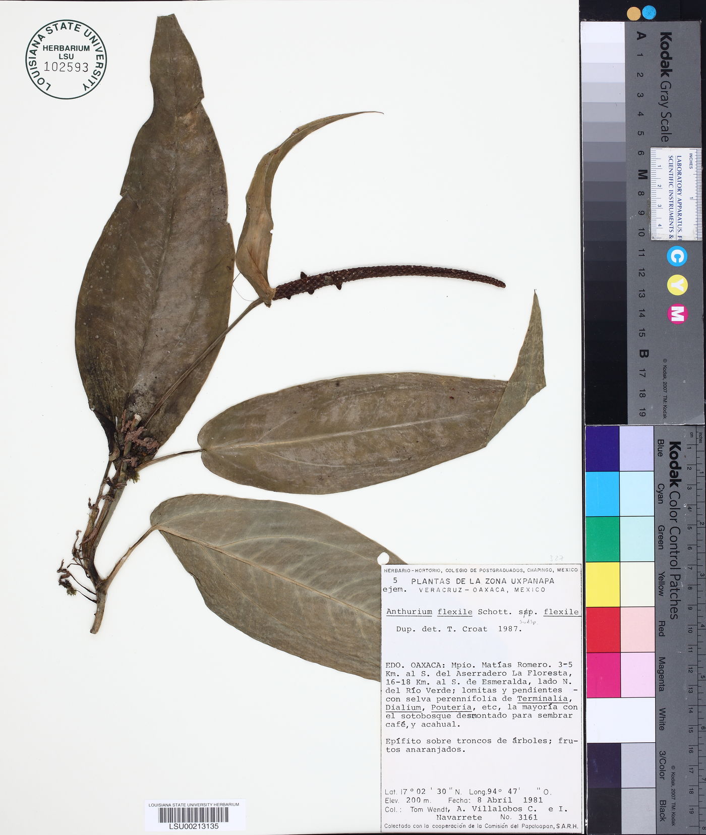 Anthurium flexile subsp. flexile image