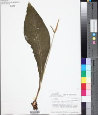 Image of Anthurium agnatum