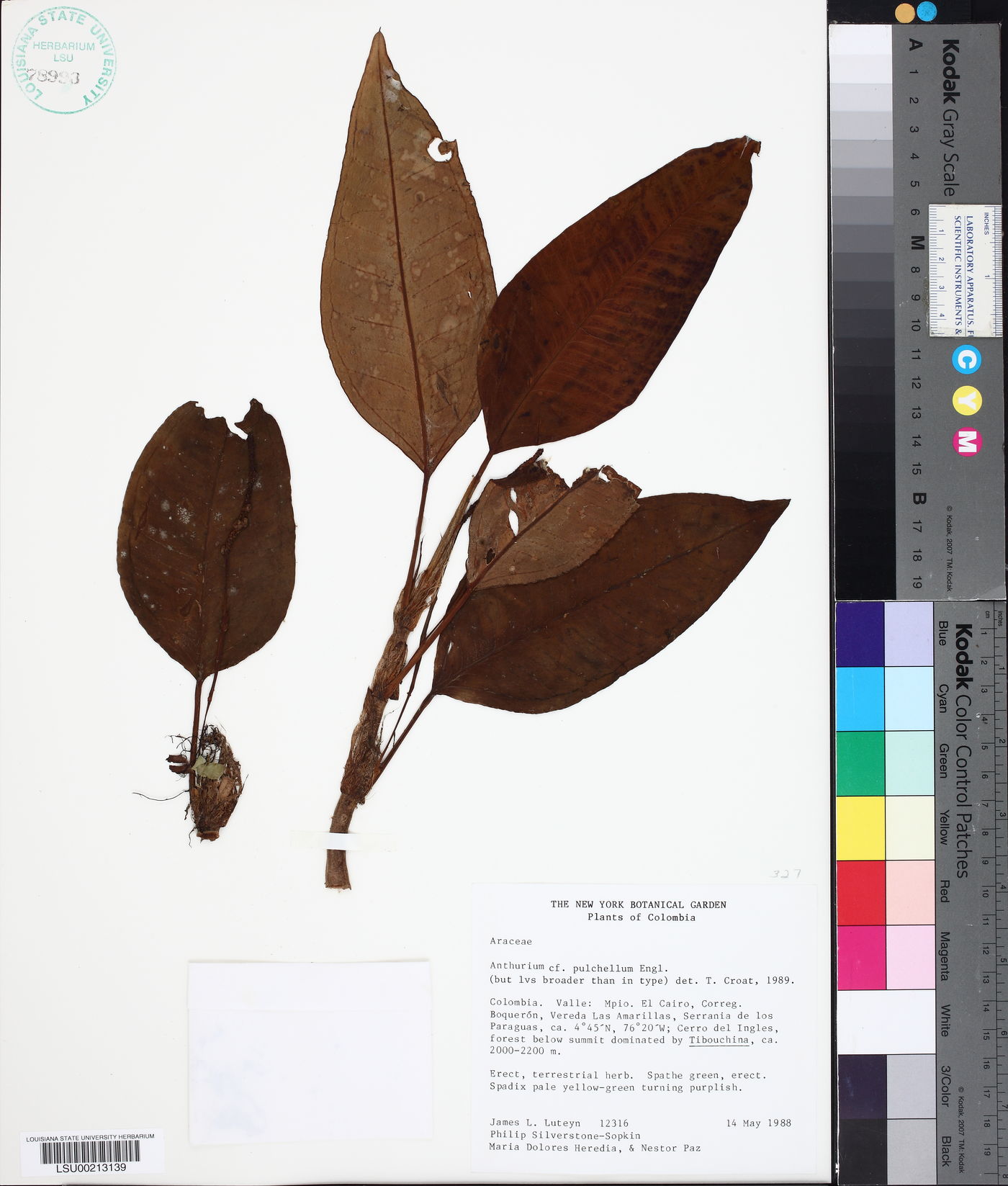 Anthurium pulchellum image