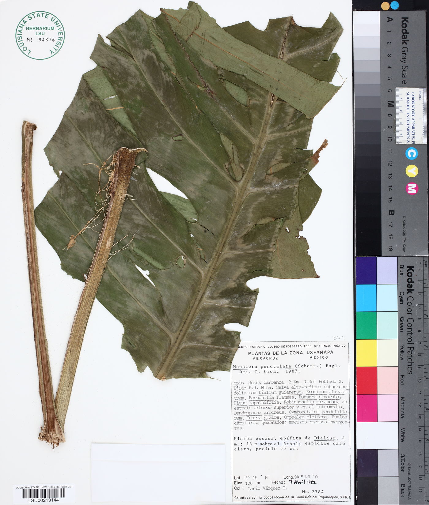 Monstera punctulata image