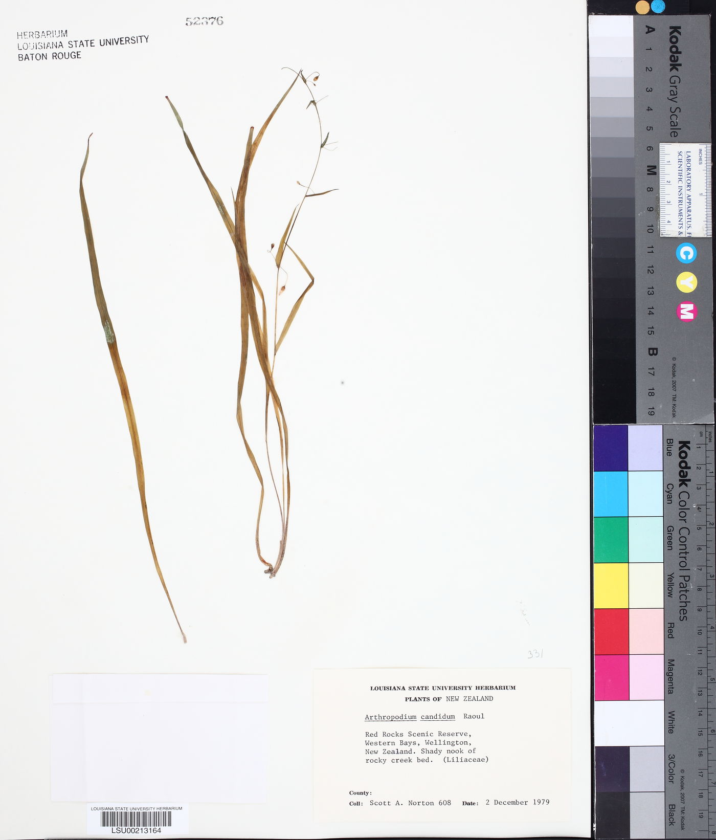 Arthropodium candidum image
