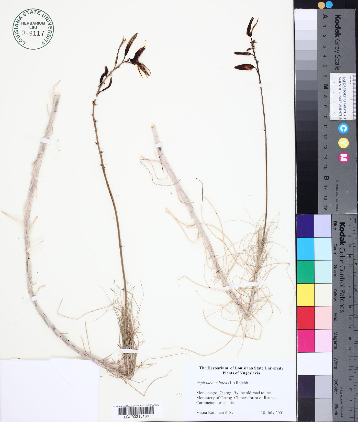 Asphodeline lutea image