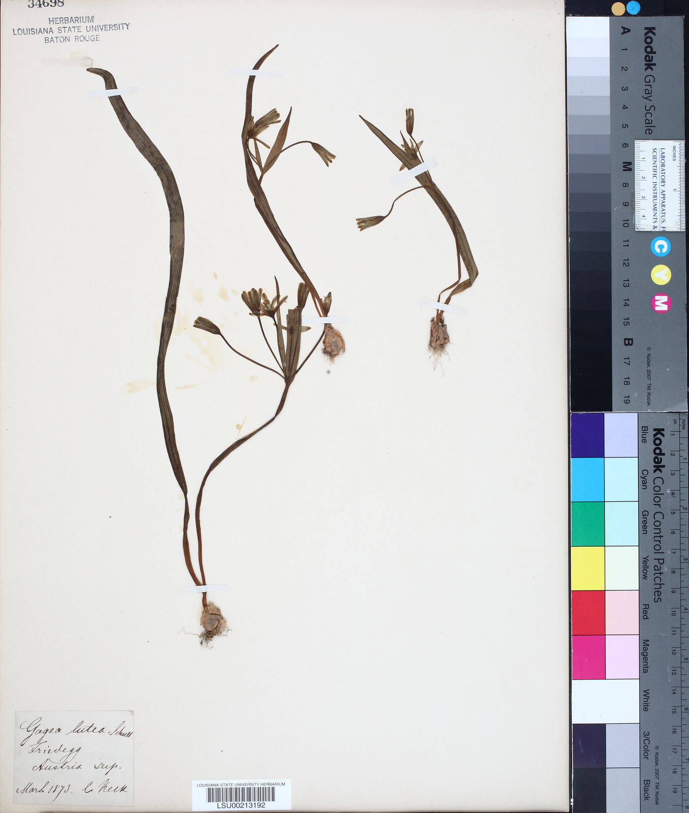Gagea lutea image