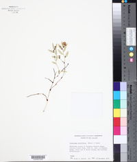 Luzuriaga parviflora image