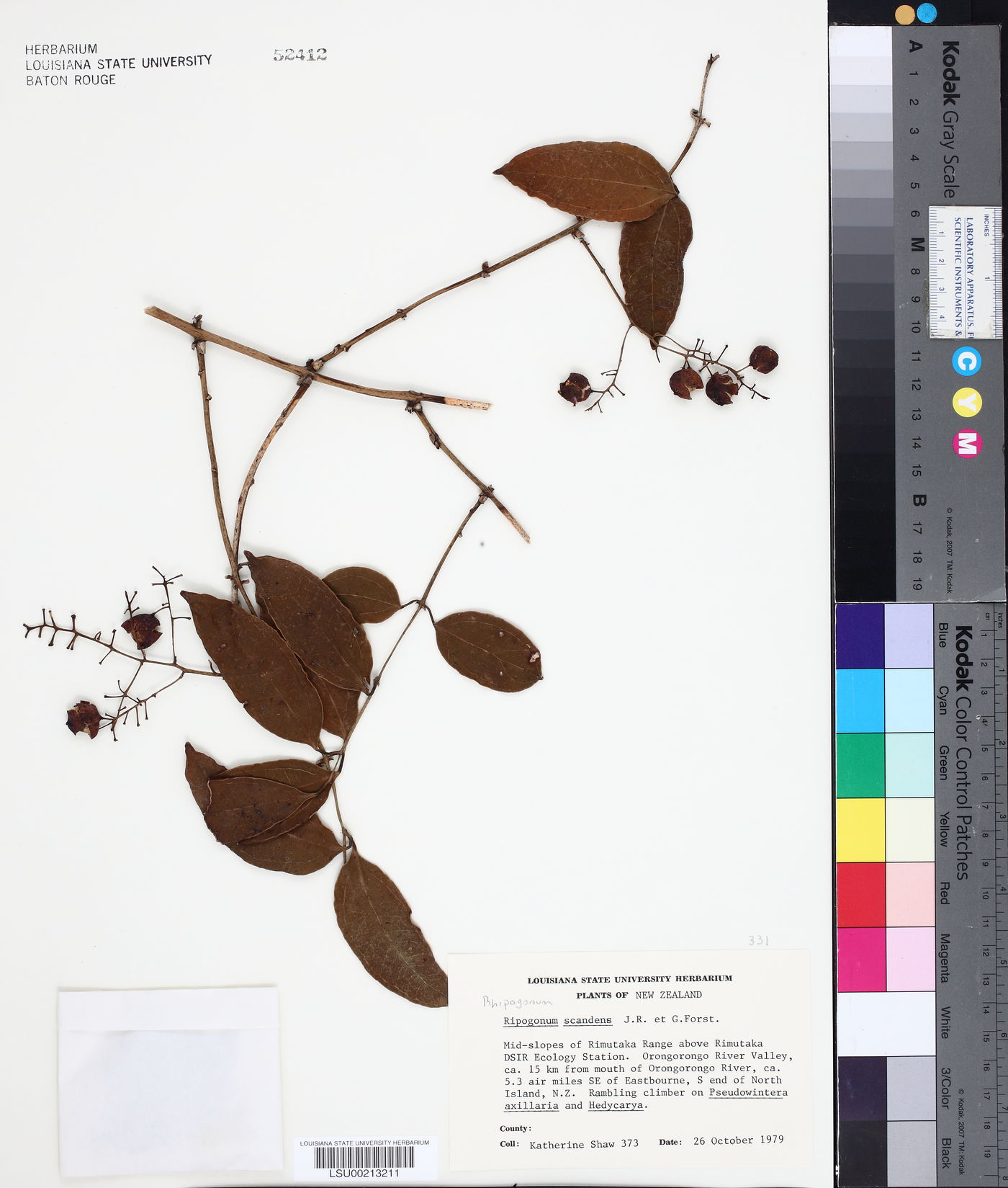 Rhipogonum scandens image