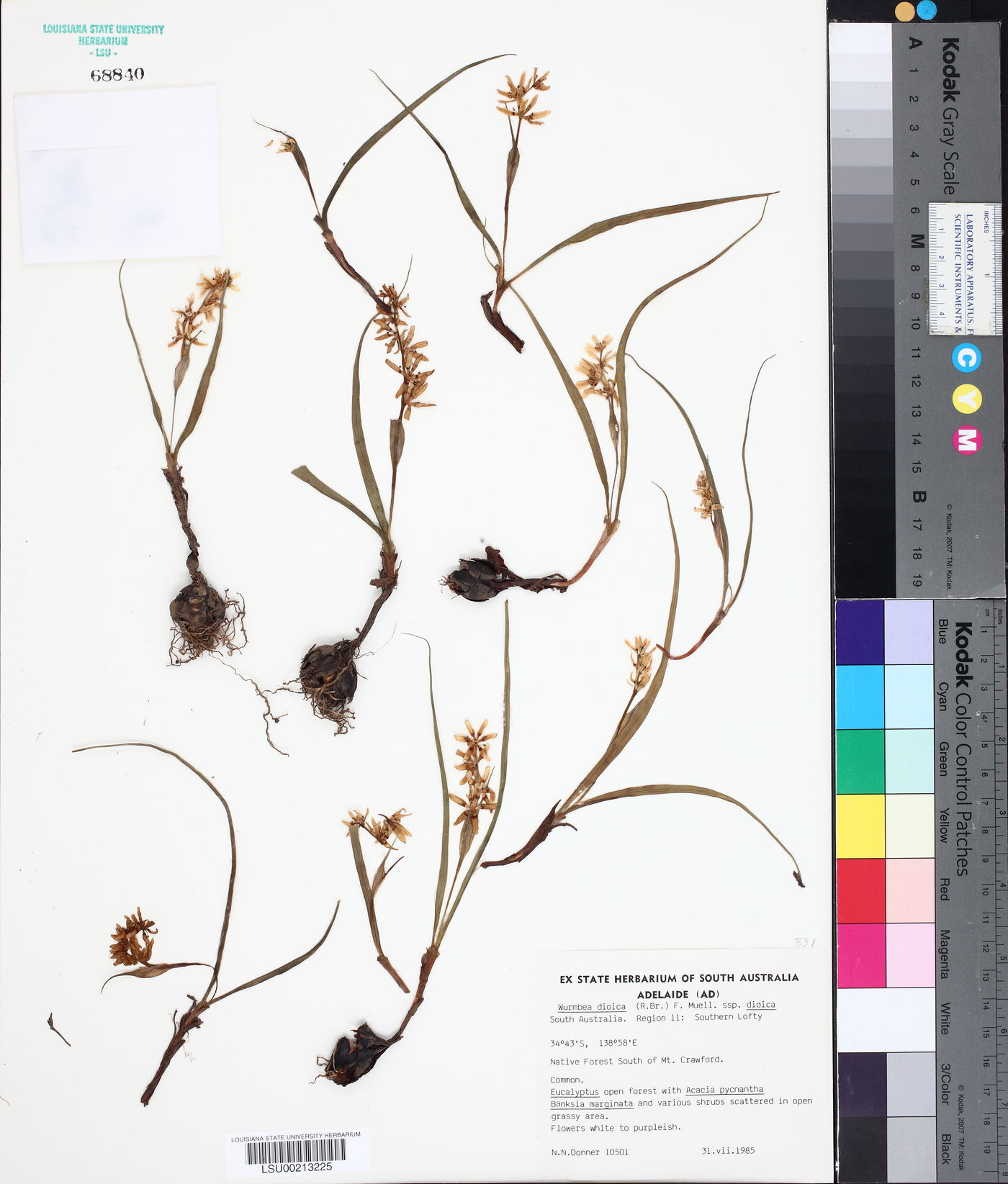 Wurmbea dioica image