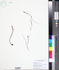 Image of Wurmbea angustifolia