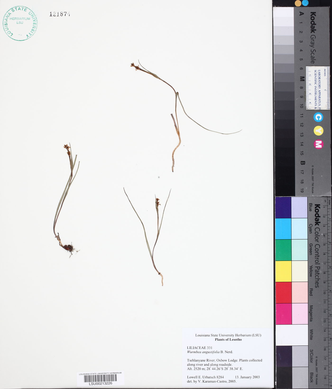 Wurmbea angustifolia image