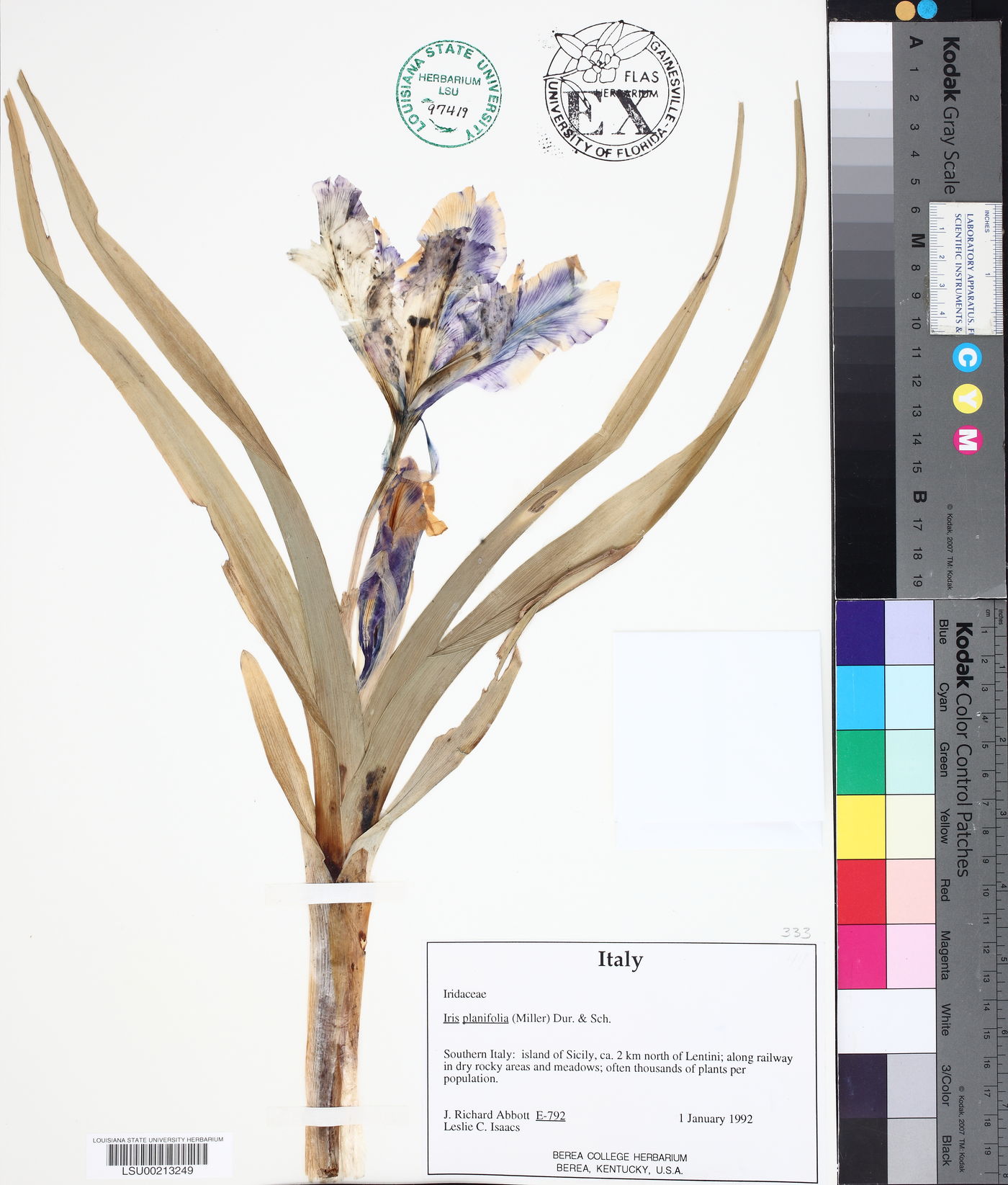 Iris planifolia image