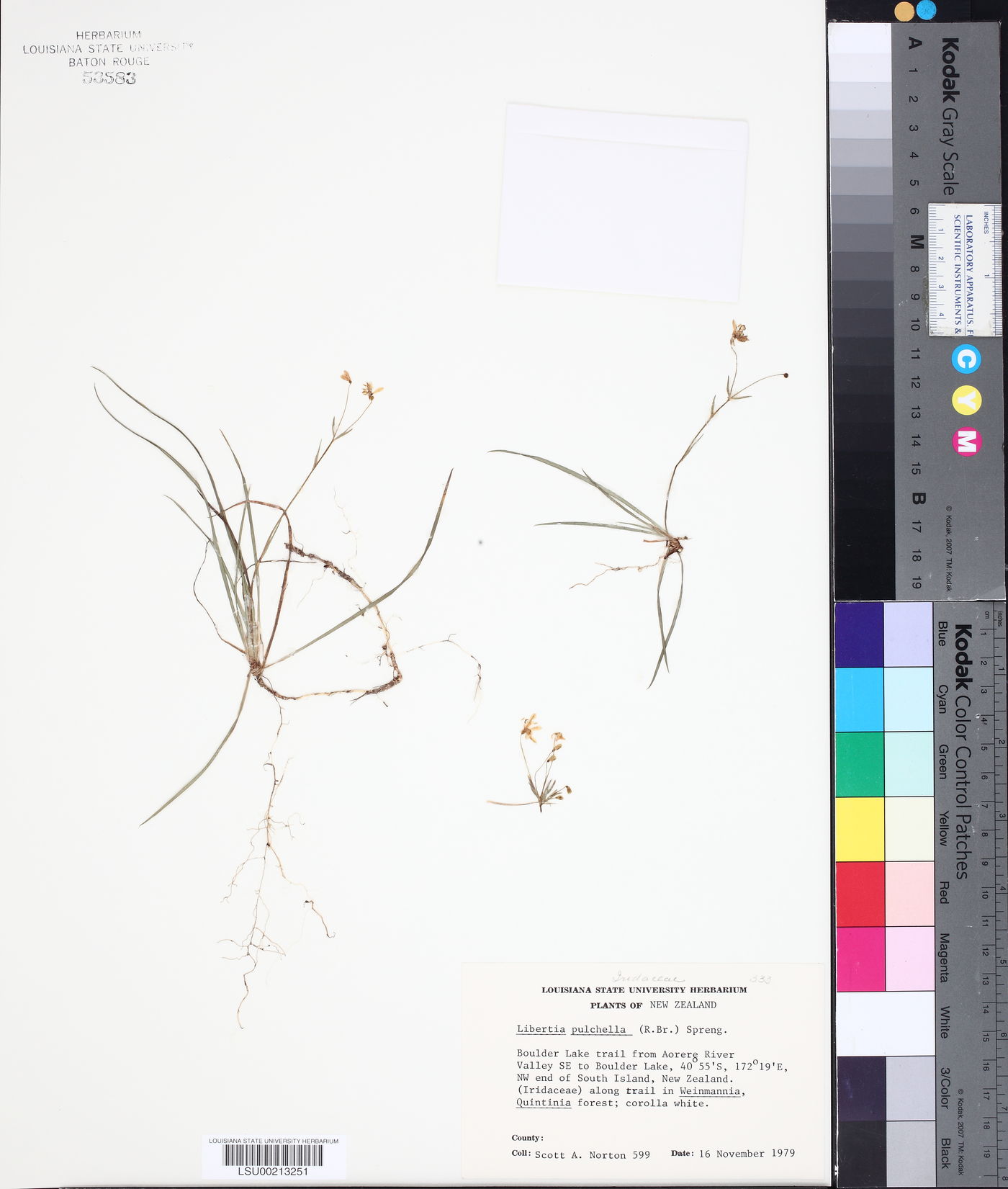 Libertia pulchella image