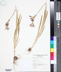 Sparaxis bulbifera image